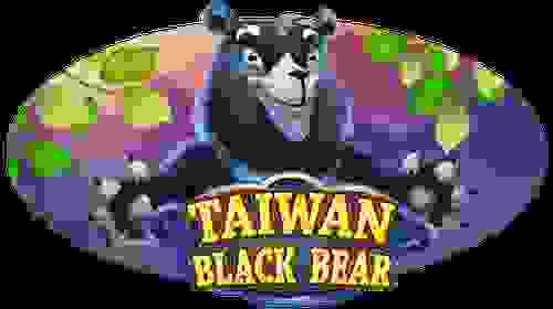 Taiwan Black Bear