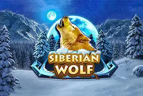 Siberian Wolf